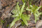 Southern butterwort